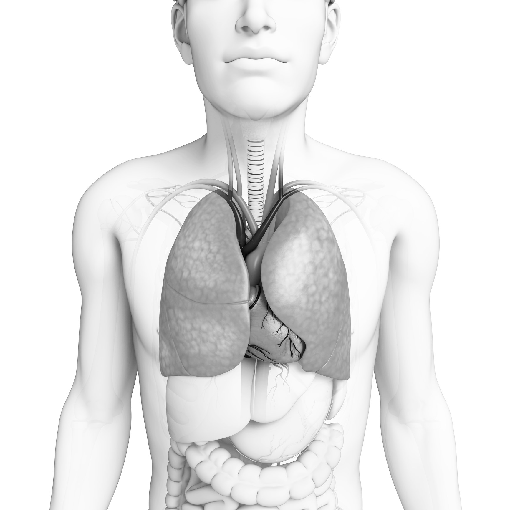 The Respiratory System