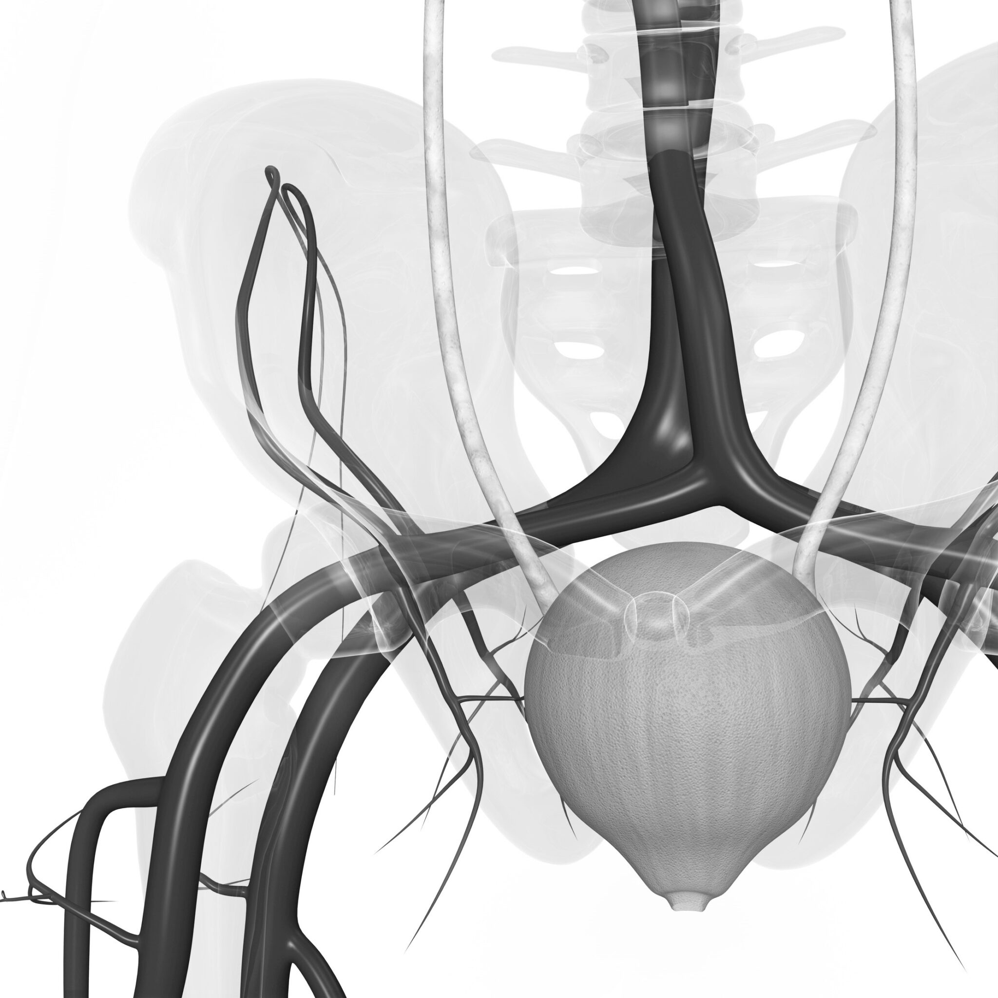 Опухоль мочевого пузыря. Мужской мочевой пузырь строение. Артерии мочевого пузыря анатомия. Строение человека женщины мочевой пузырь. Мочевой пузырь треугольник льетто.